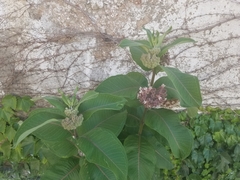 Asclepias syriaca