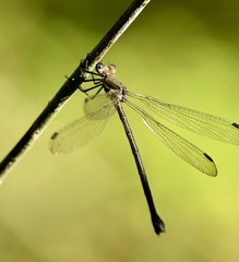 Archilestes