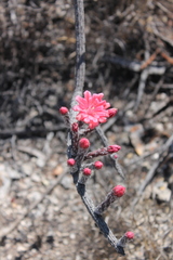 Peniocereus viperinus