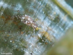 Stylocheilus polyomma