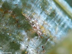 Stylocheilus polyomma