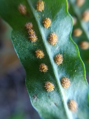 Polypodium plesiosorum