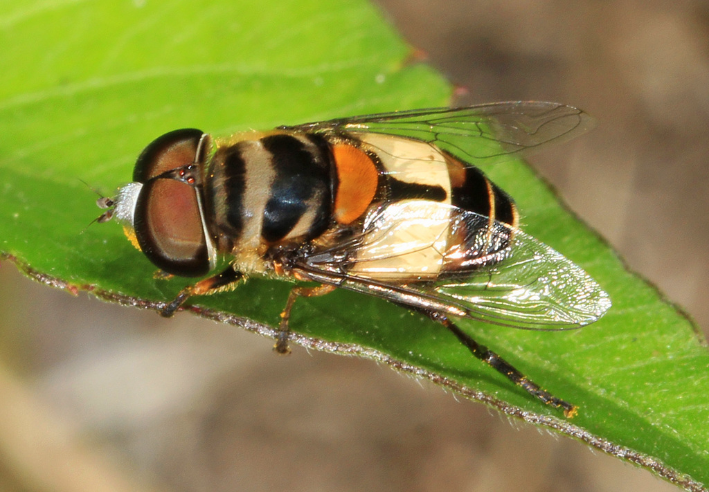 White-faced Plushback