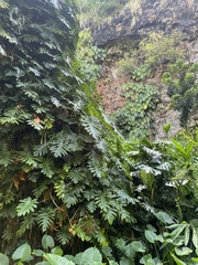 Philodendron lacerum