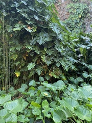 Philodendron lacerum