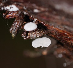 Mycena minya
