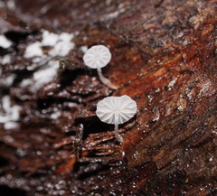 Mycena minya