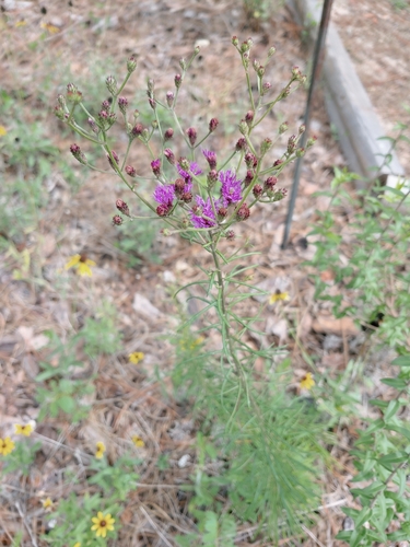 Vernonia angustifolia image