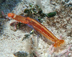 Alpheus formosus