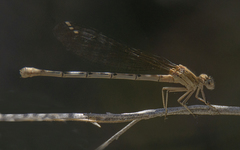 Argia emma
