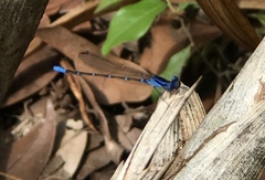 Argia gaumeri