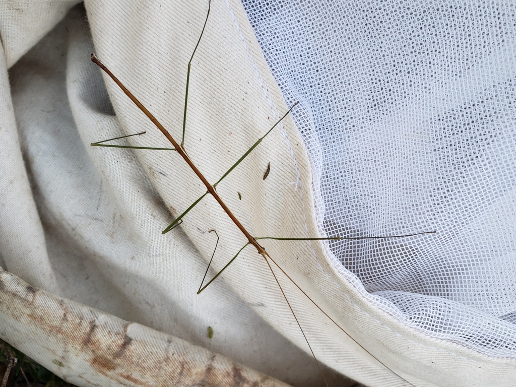 Short-Rumped Walkingstick