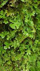 Pseudocyphellaria homoeophylla