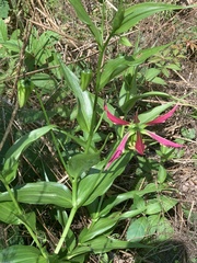 Gloriosa