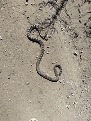 Pituophis catenifer deserticola