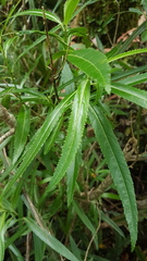 Melicytus lanceolatus