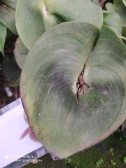 Pleurothallis matudana