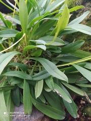 Pleurothallis matudana