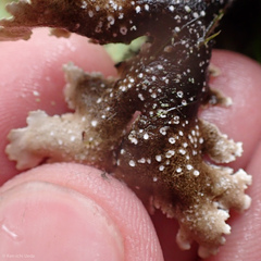 Pseudocyphellaria glabra
