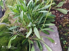 Pleurothallis matudana