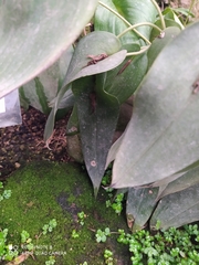 Pleurothallis matudana