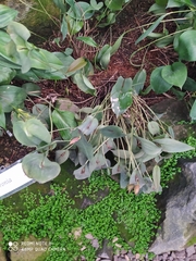 Pleurothallis matudana