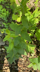 Lysimachia vulgaris