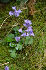 Soldanella montana