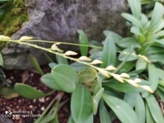 Pleurothallis matudana