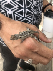 Sceloporus olivaceus