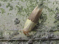 Opogona nipponica