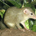 Tupaiidae - Photo (c) Wikimedia Commons, μερικά δικαιώματα διατηρούνται (CC BY-SA)