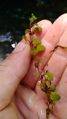 Epilobium nerteroides
