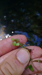 Epilobium nerteroides