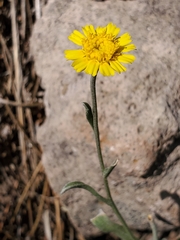 Tetraneuris argentea