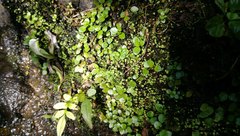Epilobium nerteroides