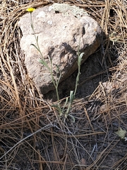 Tetraneuris argentea