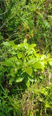 Vaccinium virgatum