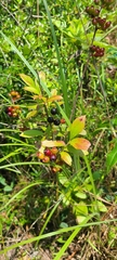 Vaccinium virgatum