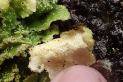 Crocodia rubella