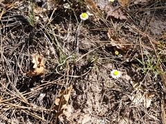 Erigeron flagellaris