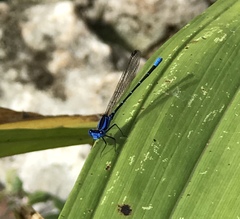 Argia gaumeri