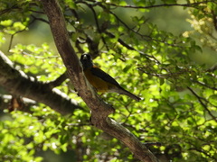 Phrygilus patagonicus