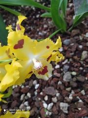 Oncidium cirrhosum