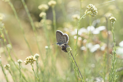 Plebejus bellieri villai