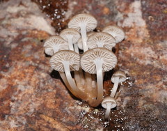 Mycena tuvara