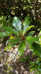Brachyglottis elaeagnifolia