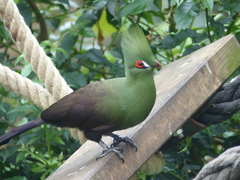 Guinea Turaco photo 2