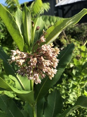 Asclepias syriaca