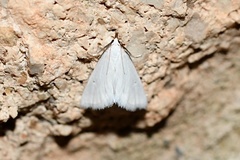 Leptosteges vestaliella